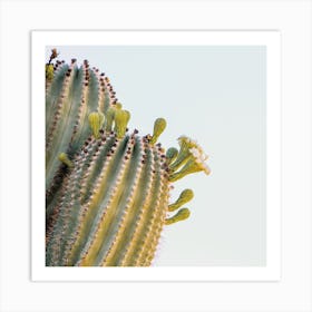 Saguaro Cactus Blooms Art Print