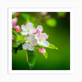 Blooming Pear Tree In Spring Close Shot Showcasing The Intricate Arrangement Of Small Blush Toned B (2) Art Print