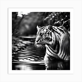 Tiger In Water Art Print