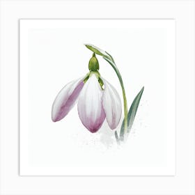 Snowdrop 1 Art Print