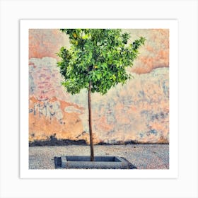 Small Orange Tree Of Granada Square Art Print