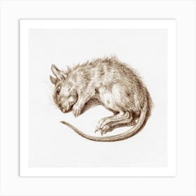 Dead Rat, Jean Bernard Art Print