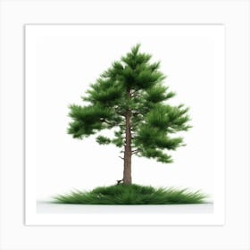 Pine Tree Isolated On White Art Print