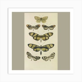 Collection Of Butterflies Art Print