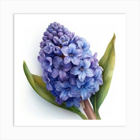 Hyacinth 5 Art Print