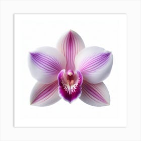 Dendrobium Orchid Art Print