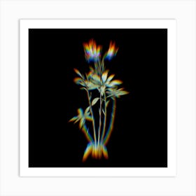 Prism Shift Lily of the Incas Botanical Illustration on Black n.0378 Art Print