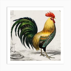 A Rooster Art Print