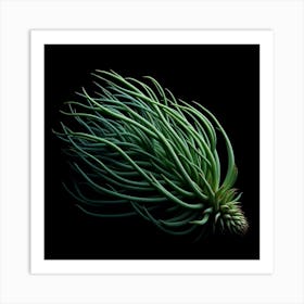 A stunning and unique photograph of a green plant with long, flowing tendrils that seem to dance in the air. The plant is set against a black background, which makes it stand out and appear even more striking. The photograph is taken in a close-up view, which allows the viewer to appreciate the intricate details of the plant's tendrils. The photograph is also very well-lit, which helps to accentuate the plant's beauty. The overall effect of the photograph is one of beauty and elegance. Art Print