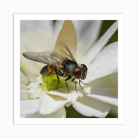 Flies On A Flower Art Print