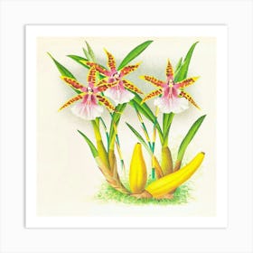 Miltonia Blunti (1885 1906) Art Print