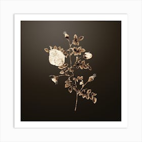 Gold Botanical Silver Flowered Hispid Rose on Chocolate Brown n.3718 Art Print