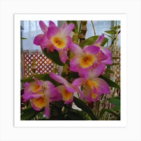 Orchids 36 Art Print