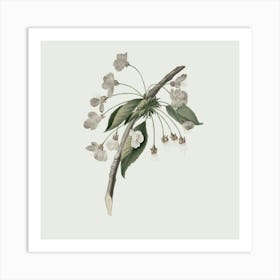 Apple Blossoms 3 Art Print