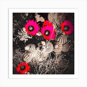 Cactus Blooms Art Print