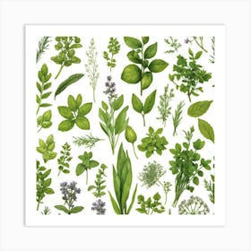 Kitchen Herbs Art Print 3 Art Print