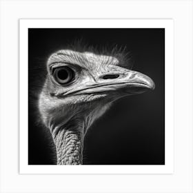 Ostrich 1 Art Print