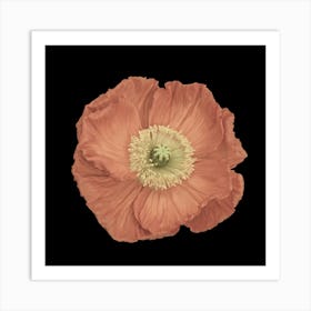 Poppy Flower Art Print