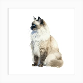 Siamese Cat 2 Art Print