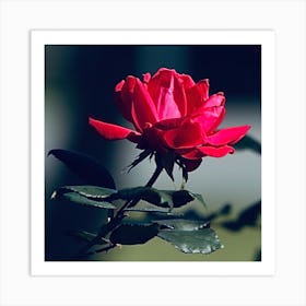 Rose 638a9329 Art Print