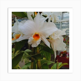 White Orchid 5 Art Print