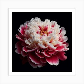 Pink White Peony on Black Background Art Print