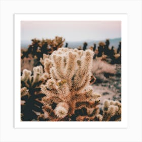 Cholla Cactus Art Print