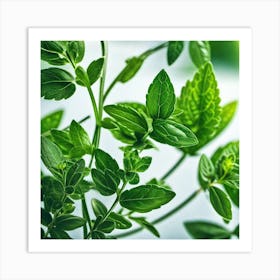 Close Up Of Green Leaves Art Print