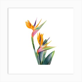 Bird Of Paradise Art Print