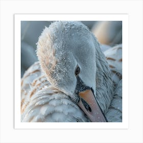 Beautiful Swan 13 Art Print