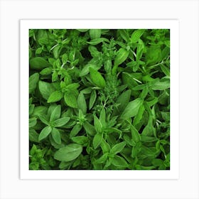 Close Up Of Fresh Herbs Art Print