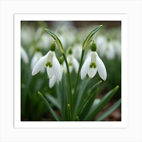 A Field Of Delicate Snowdrop Flowers Emerging In Early Spring 2 Art Print