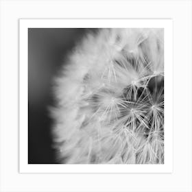 Dandelion Art Print