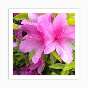 Pink Azaleas 23 Art Print