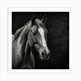 Black And White Horse Portrait Art Print