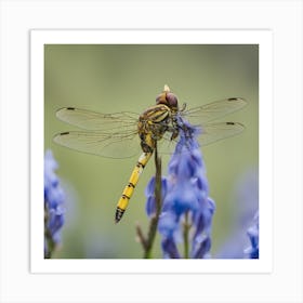 Dragonfly On Bluebells Art Print