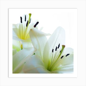 White Yellow Lilies Art Print