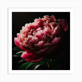 Peony Flower On Black Background Art Print