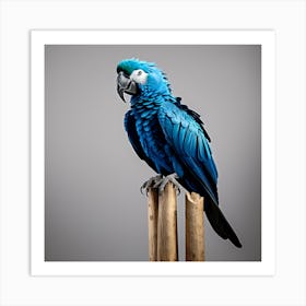 Blue Macaw Art Print