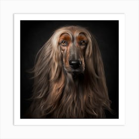 Afghan Hound Art Print