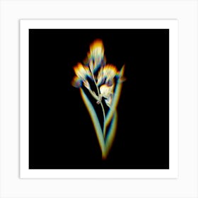 Prism Shift Elder Scented Iris Botanical Illustration on Black n.0407 Art Print