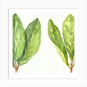 Two Leaves Of A Plant Art Print