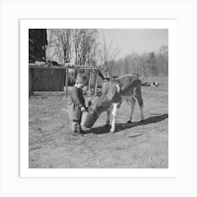 Child Feeding Calf On Farm Near Gibbs City, Michigan By Russell Lee Art Print