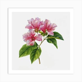 Bougainvillea 1 Art Print