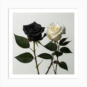 Black And White Roses 2 Art Print