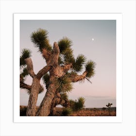 Pastel Joshua Tree Sunset Art Print