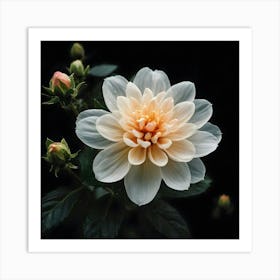 Dahlia 7 Art Print