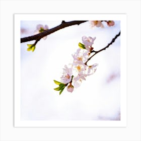 Cherry Blossoms 25 Art Print