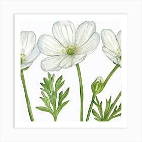 White Anemones 1 Art Print