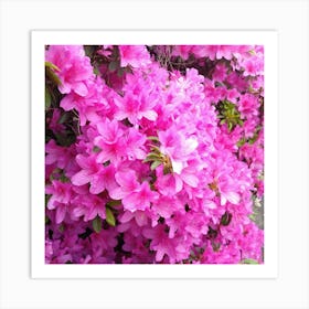 Azaleas 11 Art Print